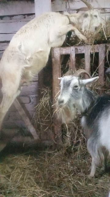 Снежинка ест на двух ногах