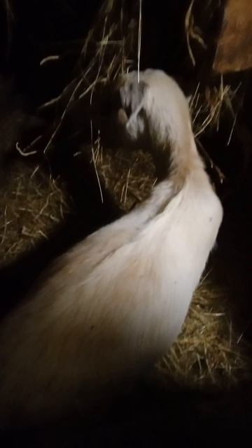 8.04.26. Козюли