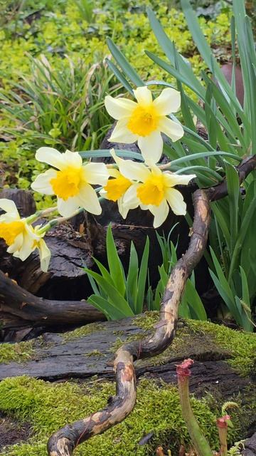 дождик в южном саду