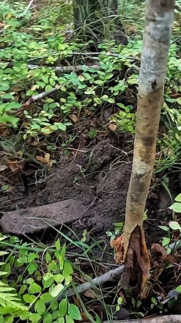 Лесные находки с металлоискателем