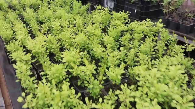 ☘️Это не я,они сами купились.