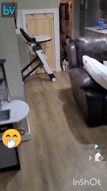 Наличие кошки в вашей жизни делает вас лучше». ~ Жан Берден