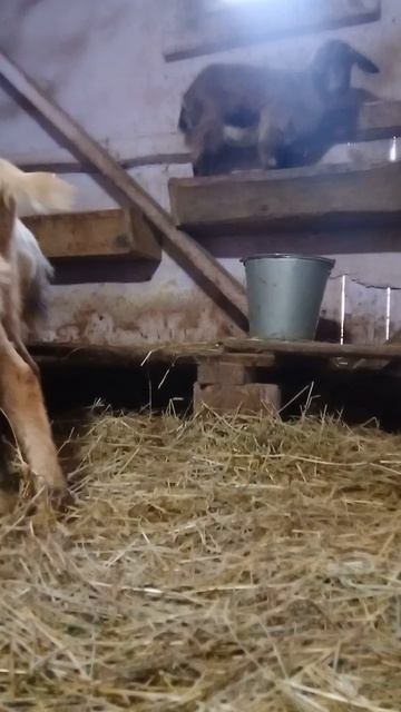 Шпион среди коз