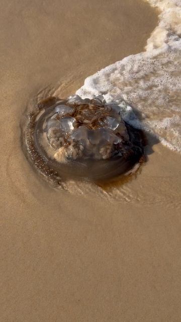 Огромная медуза