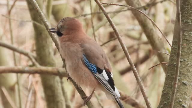 Сойка, бёрдвотчинг в Новгородской области, Перынский скит, 8 апреля 2026