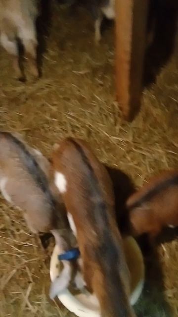 Погремушка