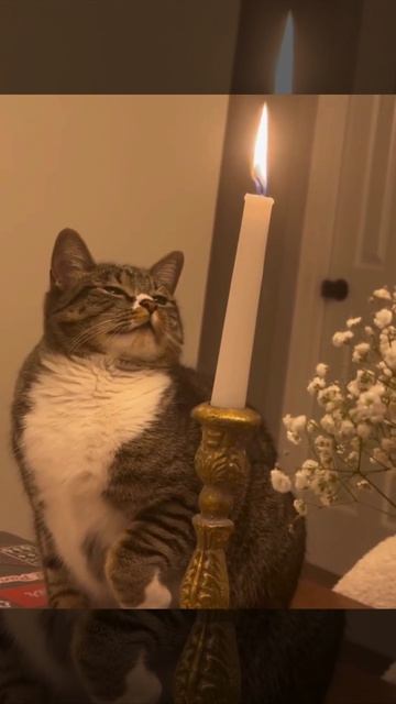 Ужин при свечах