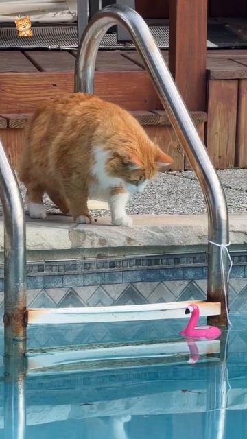 Кошки в сушилке.😻Веселые котики. Коты хулиганы! Невероятные трюки! #кот #хулиган #трюк #смех #short