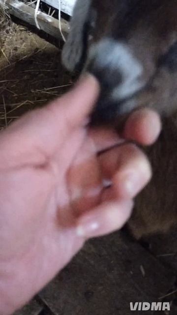 сладкие носики 🥰