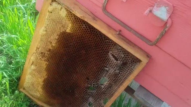 Сироп работает пчела растёт.