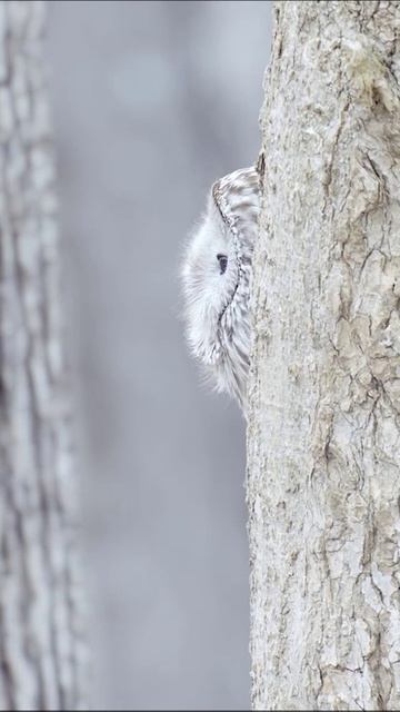 Идеальная маскировка