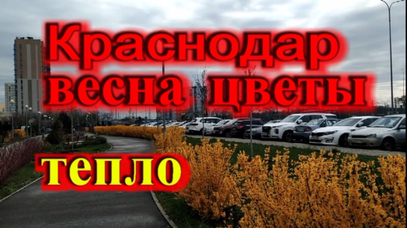 В Краснодаре весна все цветет_Краснодар апрель 2026 год