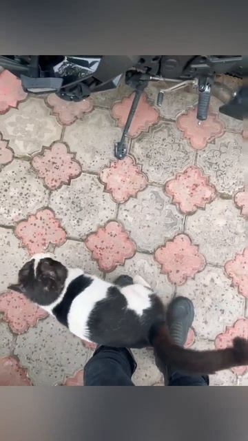 СуздальМотоСкит  #армак #motovlog  #суздаль  #kawasakininja #cat