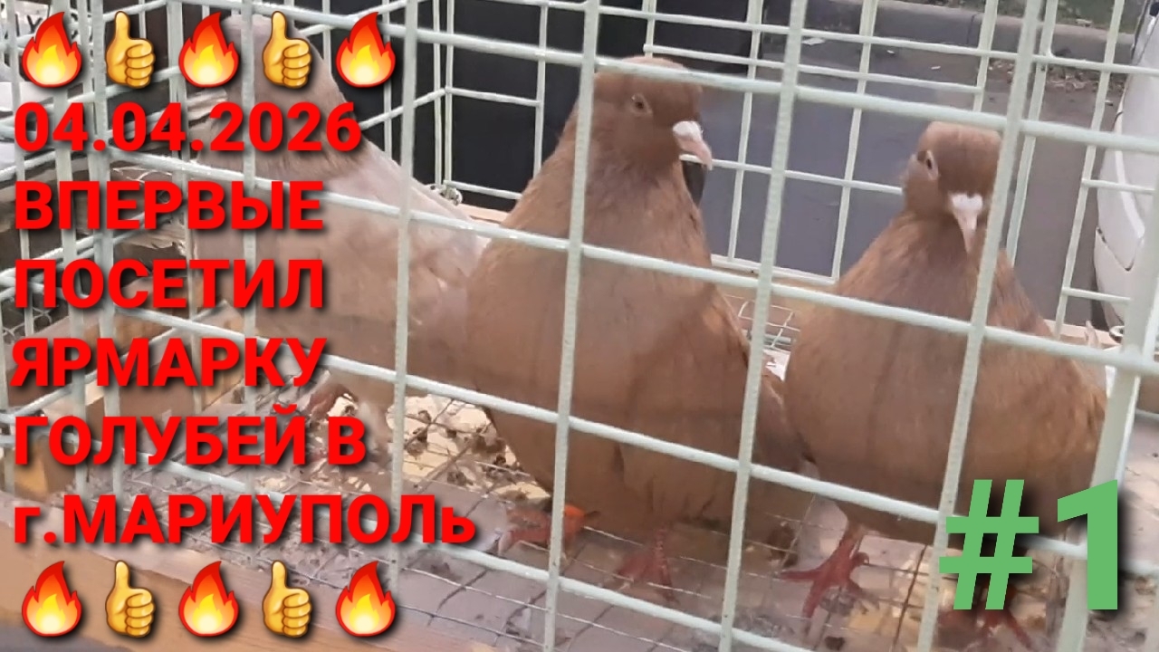 🔥🔥🔥 04.04.26 Ярмарка голубей в г.Мариуполь. Впервые приехал на этот птичий рынок. Pigeons Fair.