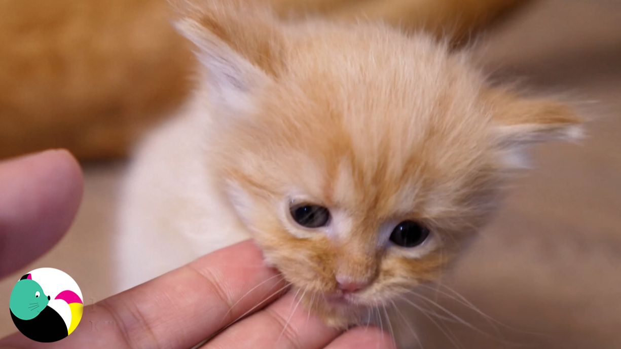 Котята пьют молоко и растут.