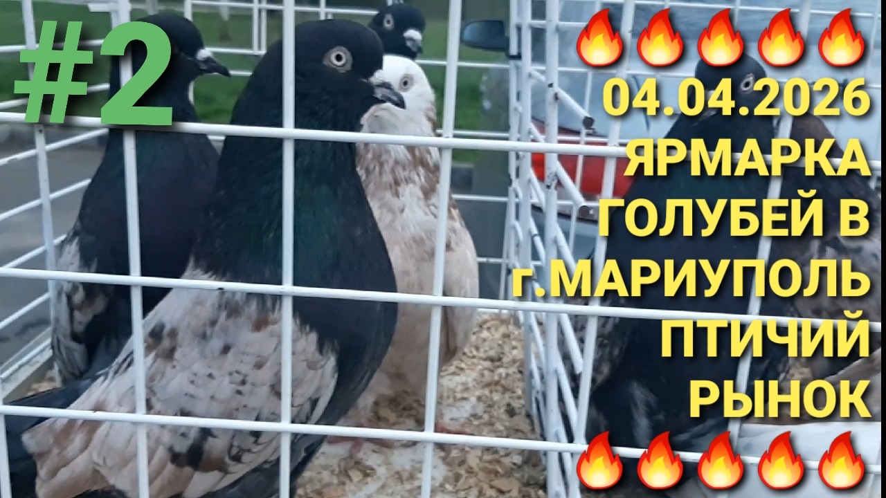 🔥🔥🔥 04.04.26 Много интересного на ярмарке голубей в г.Мариуполь. Птичий рынок. Часть 2.