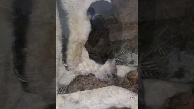 Он верным другом был,всегда/He Was A Loyal Friend, Always