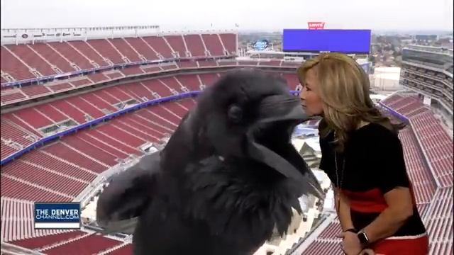 Bird Photobombs Meteorologist.mp4