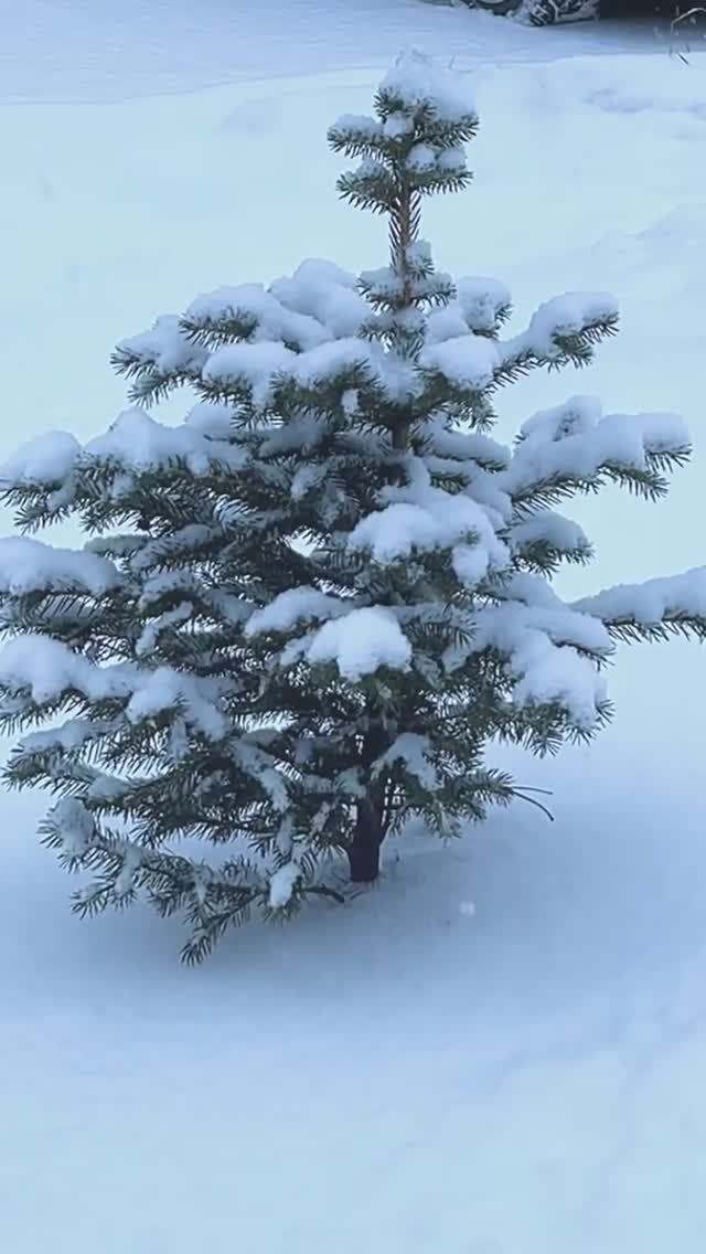 Наш город#automobile #short #shortvideo #shorts #2026 #status #музыка #song #зима #надеждажитина