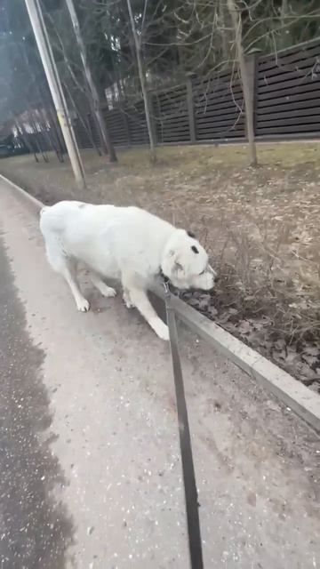 САО РАЛЬФ 🍀 ⚡СРОЧНО ⚡ИЩЕТ 🏠❗ПОСТ В ОПИСАНИИ 🎥 #dog #алабай #собака #любовь #счастье  #сао #друг