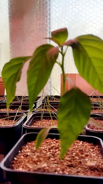 B0fa2347c336c9dba490a7769319cdf3