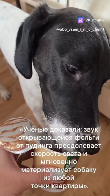 #собака #собакарубик #суперсобака #