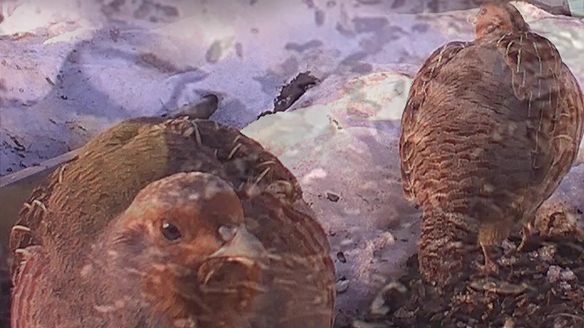 Вот это пышечки!