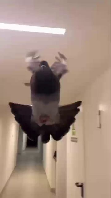 просто какое-то видео из моей галереи 🙂