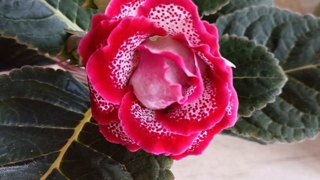 рассказываю как я выращиваю такую красоту 🤗❤❤🙏 чудесные глоксинии 🏵🧚♂