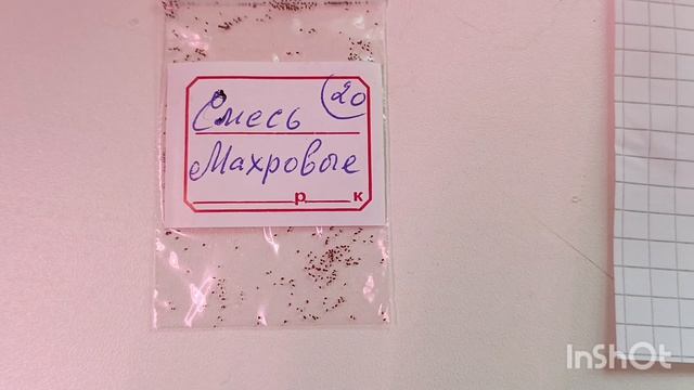 Показываю как сеять семена глоксиний 🤗❤будем следить вместе за ростом ☺
#глоксиния #цветыдлядома