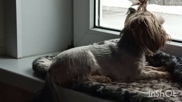 //190/Погода не радует,решила сделать перевалку растениям.Добавила землю томатам,перцам.