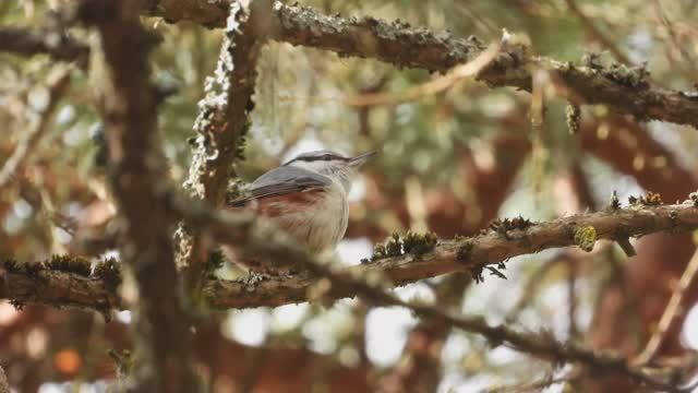 Голоса птиц. Поползень, бёрдвотчинг в Новгородской области, Перынский скит, 8 апреля 2026