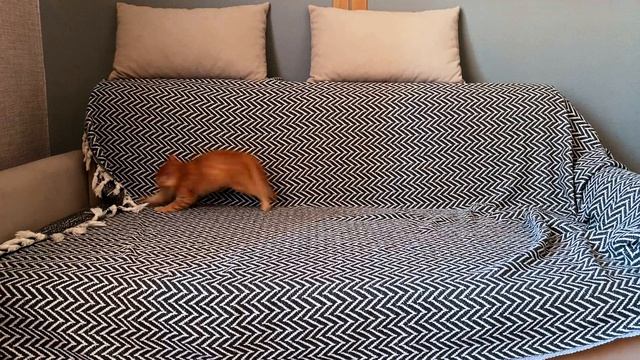 Суета кошачья