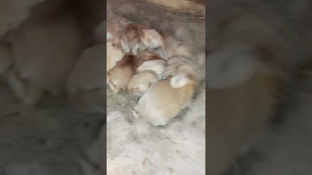 2 апреля 2026(осмотр крольчат)