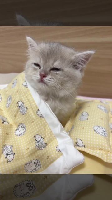 Спать ложится