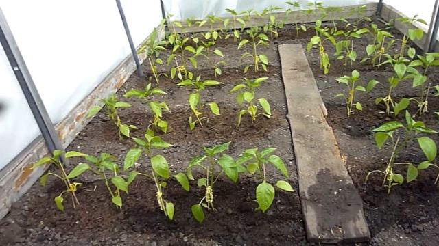 Ура! Каникулы начались!В гостях у бабушки на огороде / Мой первый летний влог / Идущая за мечтой