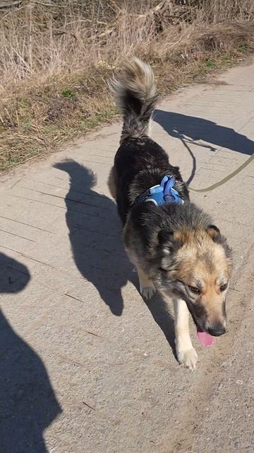 Полкан больше не пациент: хулиган с хвостом едет домой!