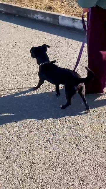 Клип @lapa35vologda