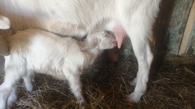 Для тех, кто не знал, как это все выглядит. У многих животных одинаково)