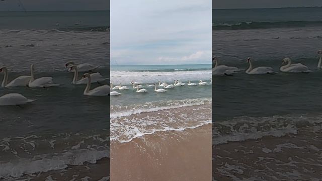 VID_20260408_145402.mp4