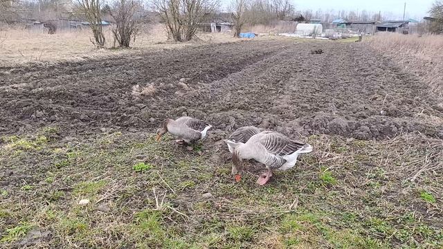 Любишь кататься, люби и саночки возить ☝️  куры 🐔🐓 гуси 🪿 и другие 🤠
