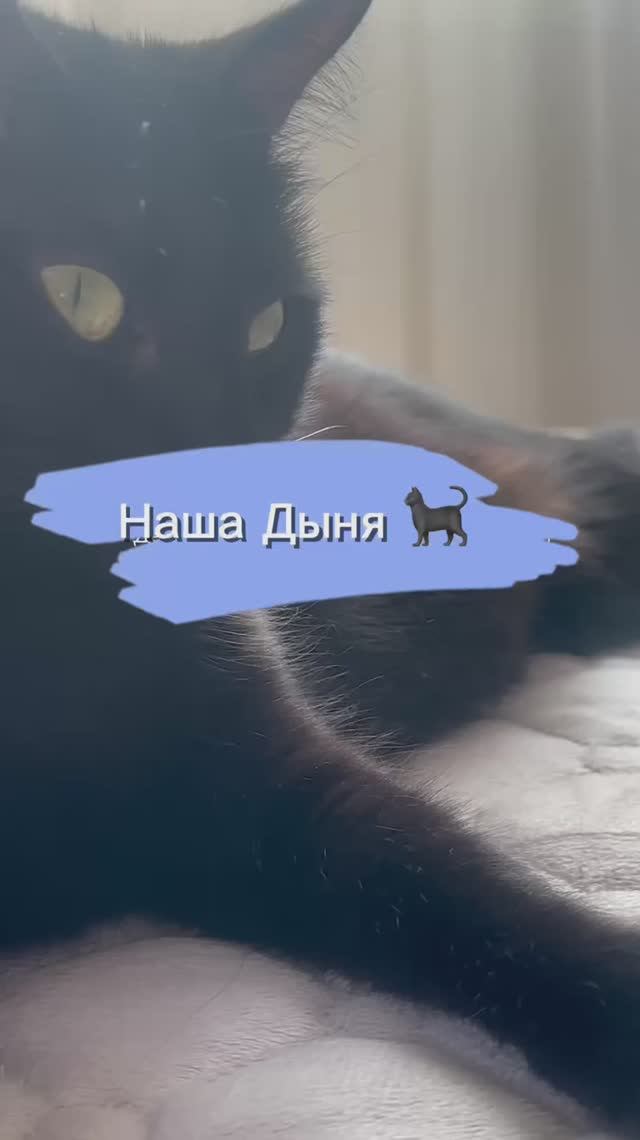 Кошка, которая любит детей 🤗