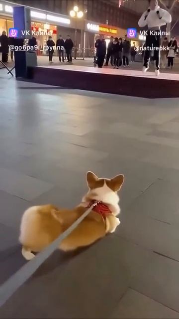 собака танцует :0