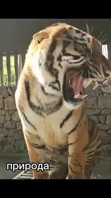 Тигр рычит