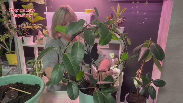 Стефанотис (жасмин мадагаскарский) Пересадка