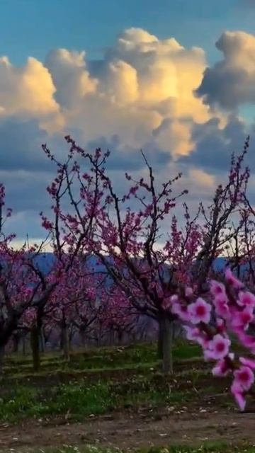 Персиковые сады🌸🌸🌸