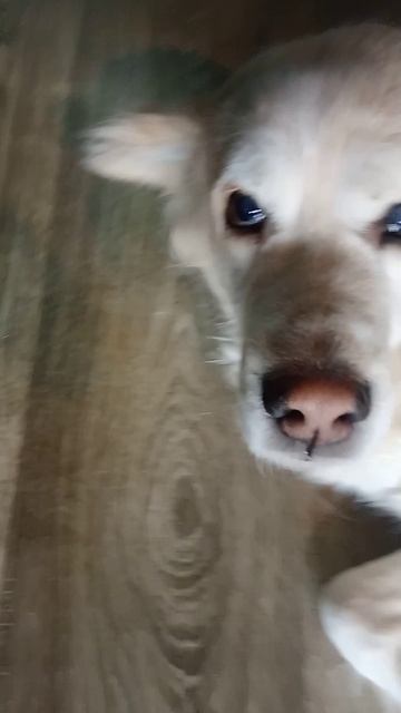 просто моя кошка и собака