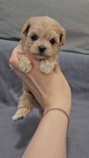 Щенок мальтипу Кики, возраст 1,5