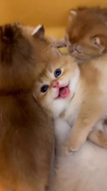 Вот оно счастье