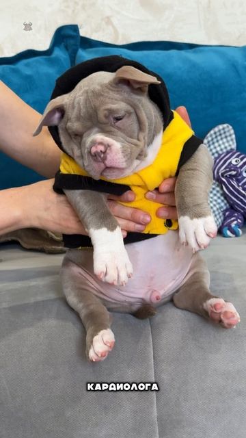 Кому пчелку-качка? Успейте стать хозяином ТАКОГО булли! 💪